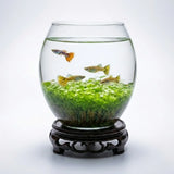 Goose Egg-Shaped Water Weed Tank full view showing aquatic plants and seeds in egg-shaped glass container