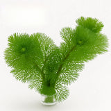 Green Cabomba Caroliniana live freshwater aquarium plant from PlantedPro