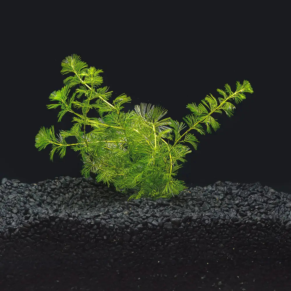 Green Cabomba Caroliniana stem plant with delicate feathery whorls planted in black aquarium gravel on dark background