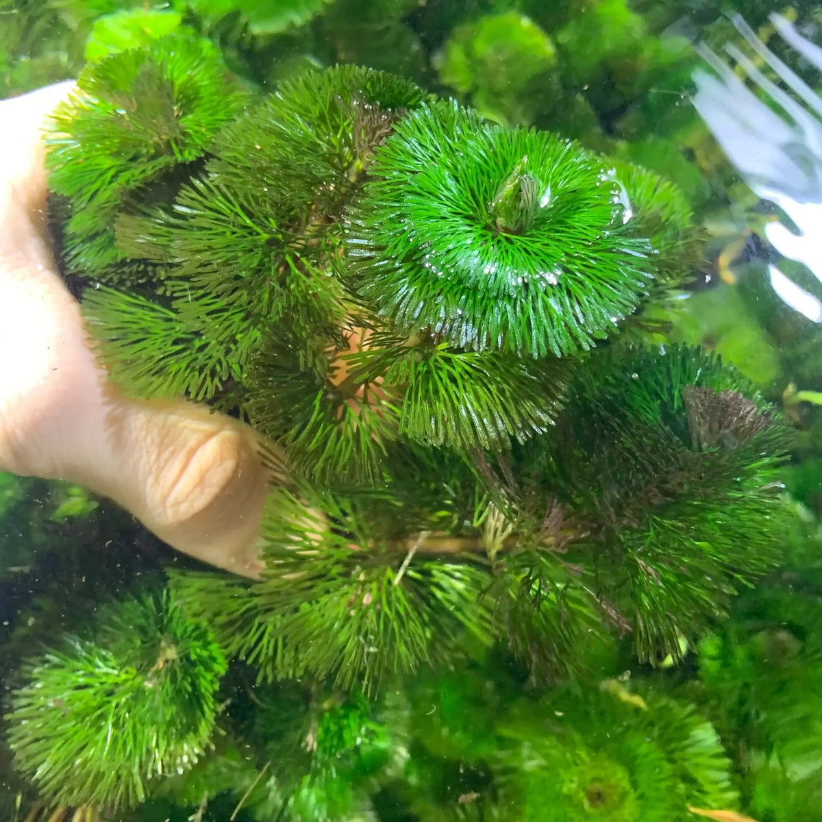 Hand holding a lush bunch of Green Cabomba Caroliniana with feathery whorls submerged in a planted aquarium