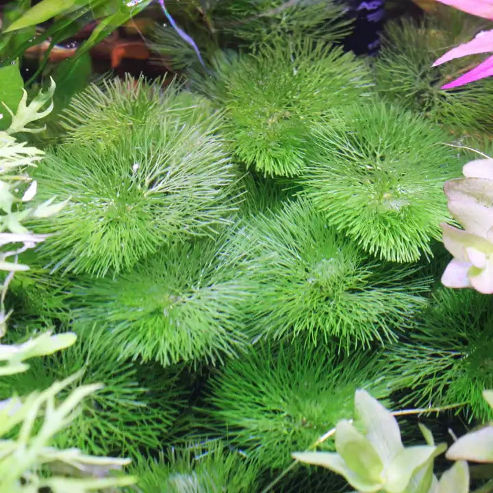 Green Cabomba Caroliniana stems with feathery fan-shaped whorls of bright green needles on white background