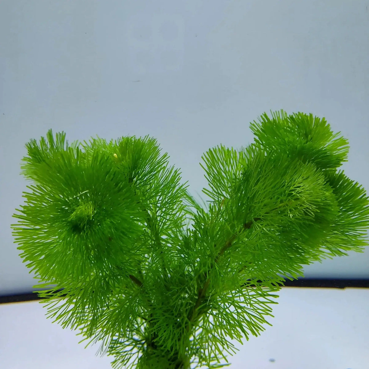Green Cabomba Caroliniana stem plant with bright lime-green fan-shaped whorls against a light blue background