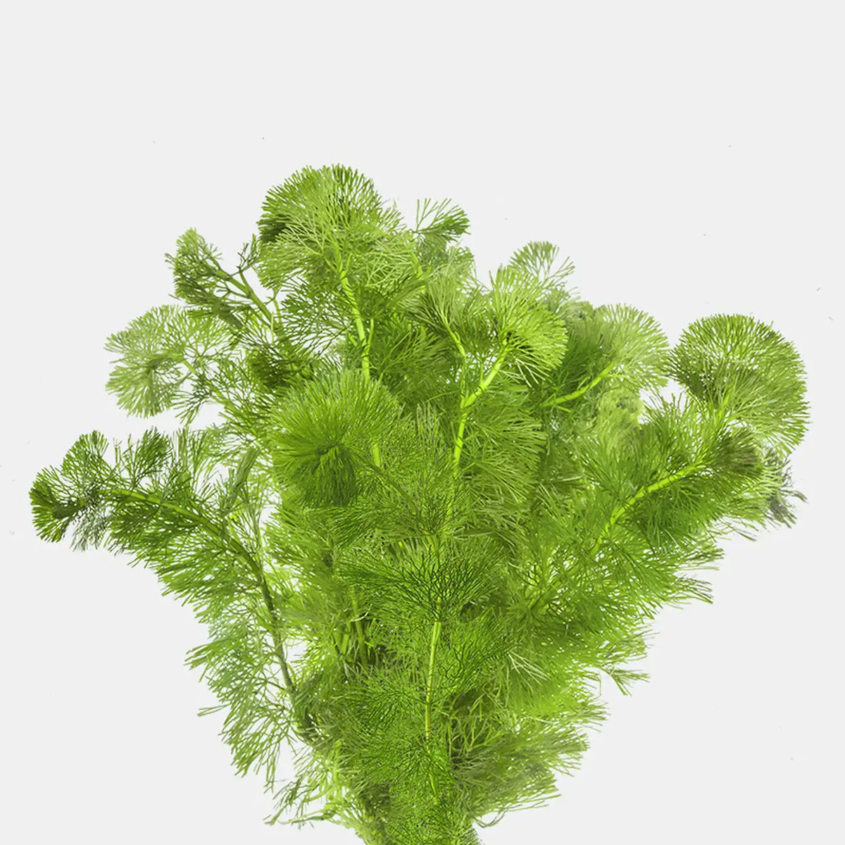 Bunch of Green Cabomba Caroliniana stems with layered feathery whorls on white background showing full plant size