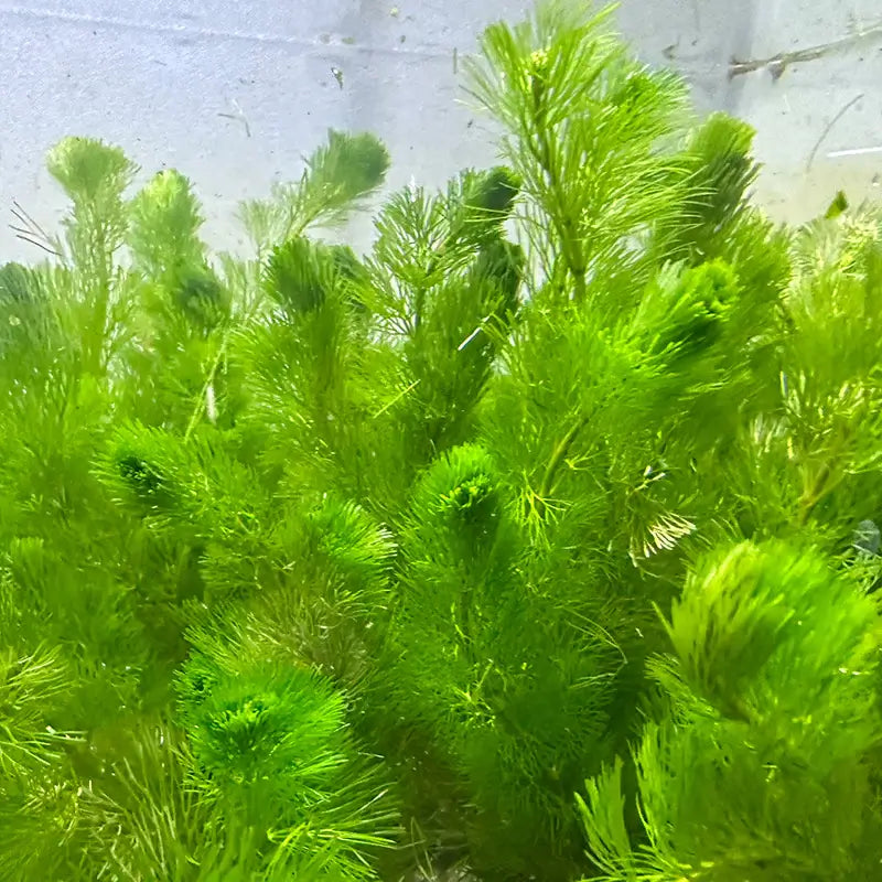 Dense cluster of Green Cabomba Caroliniana stems with feathery lime-green whorls growing in aquarium water
