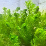 Dense cluster of Green Cabomba Caroliniana stems with feathery lime-green whorls growing in aquarium water