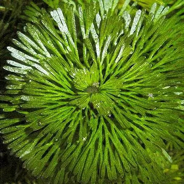Top-down close-up of Green Cabomba Caroliniana whorl showing radiating needle-like leaves in vivid green