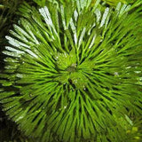 Top-down close-up of Green Cabomba Caroliniana whorl showing radiating needle-like leaves in vivid green