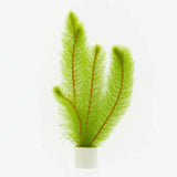 Green Foxtail Myriophyllum pinnatum bundle with feathery fern-like foliage on white background