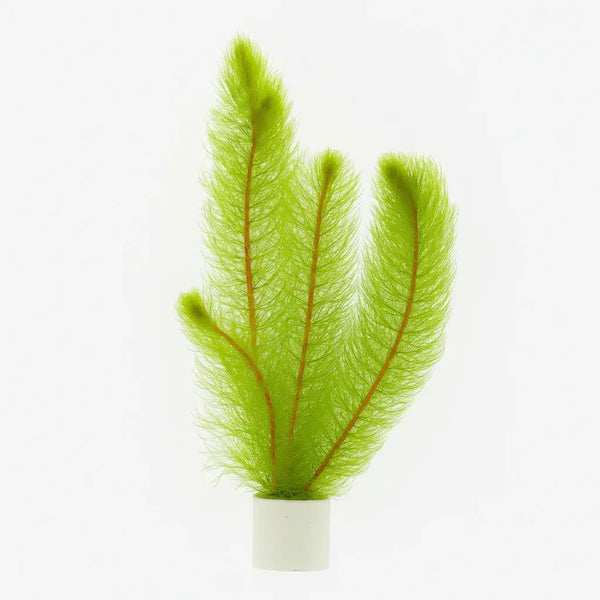 Green Foxtail [Myriophyllum pinnatum]