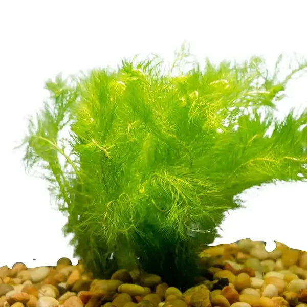 Close-up of Green Foxtail whorled feathery leaves showing fine leaf segmentation