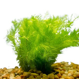 Close-up of Green Foxtail whorled feathery leaves showing fine leaf segmentation