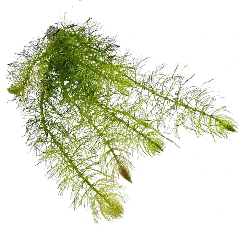 Green Foxtail stem plant with lacy green foliage in a planted freshwater aquarium