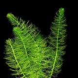 Green Foxtail Myriophyllum stems bundled together showing bushy feathery growth habit