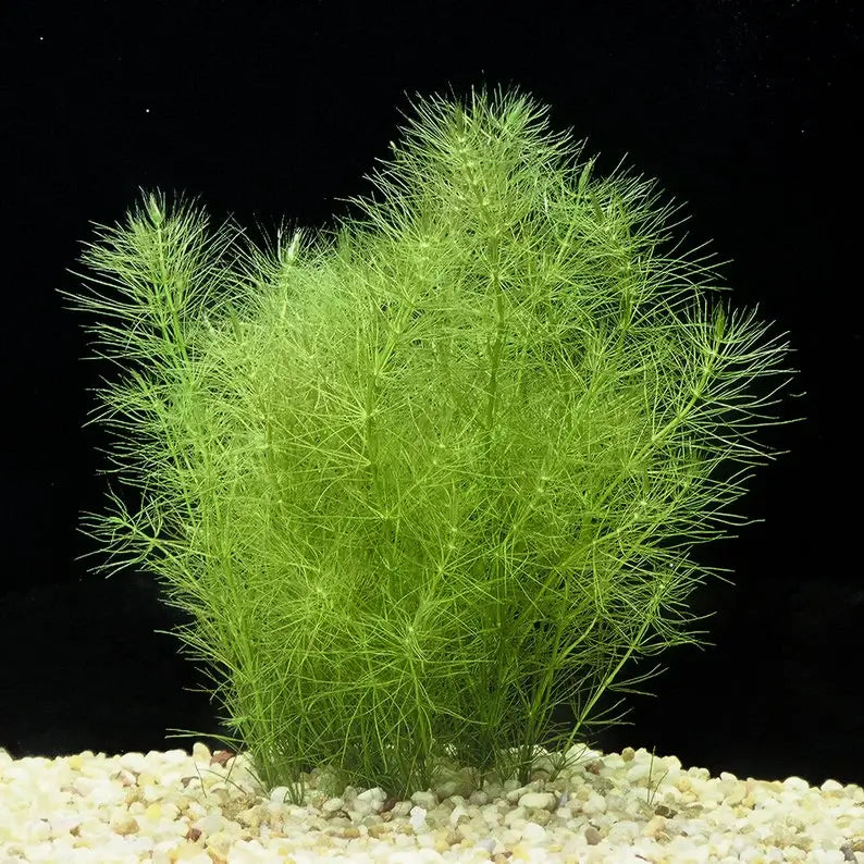 Green Foxtail background aquarium plant growing densely with fine needle-like leaves