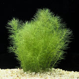 Green Foxtail background aquarium plant growing densely with fine needle-like leaves