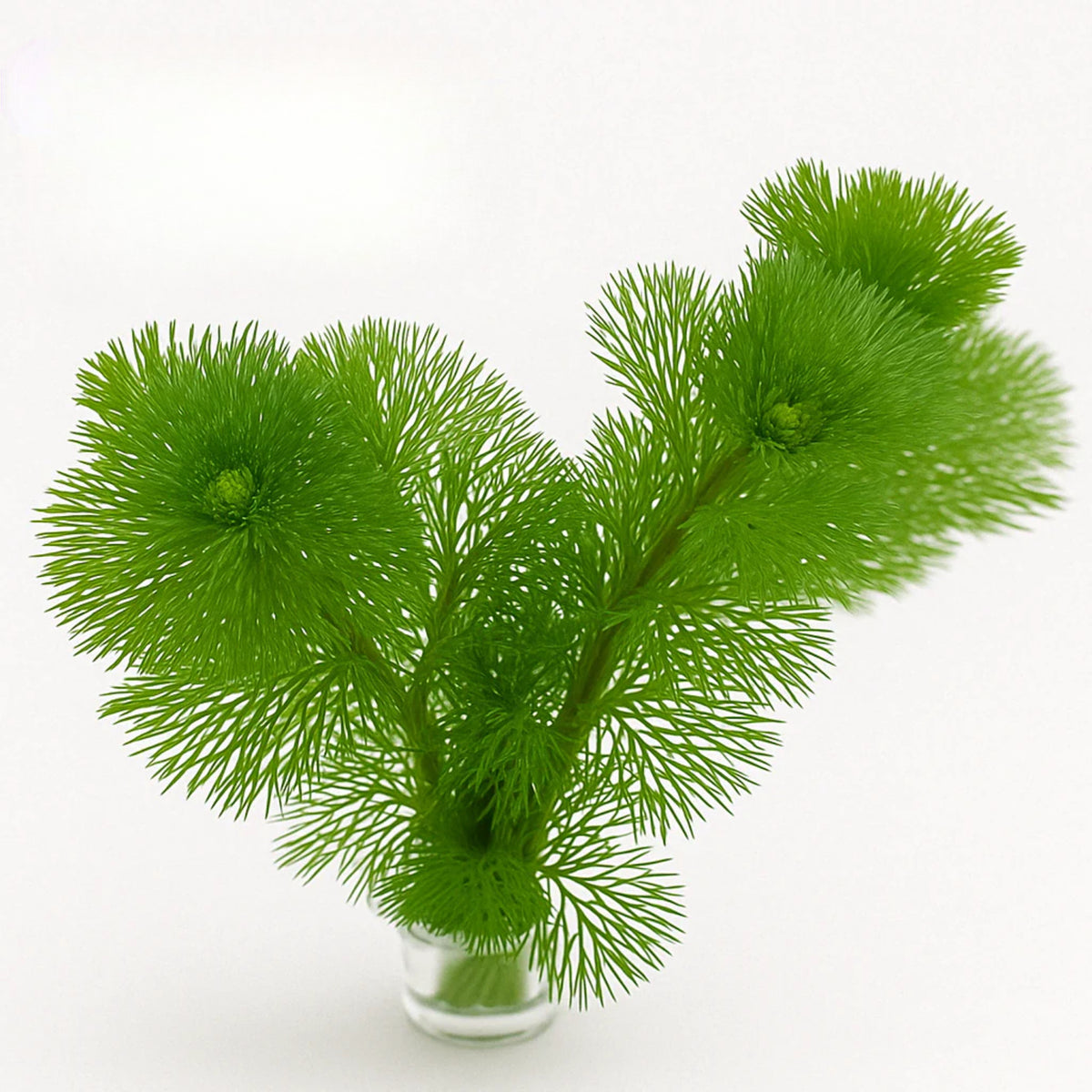 Green Cabomba [Cabomba Caroliniana]