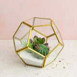 Geometric Glass Terrarium: Office Succulent Planter - PlantedPro