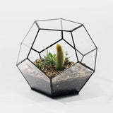 Geometric Glass Terrarium: Office Succulent Planter - PlantedPro