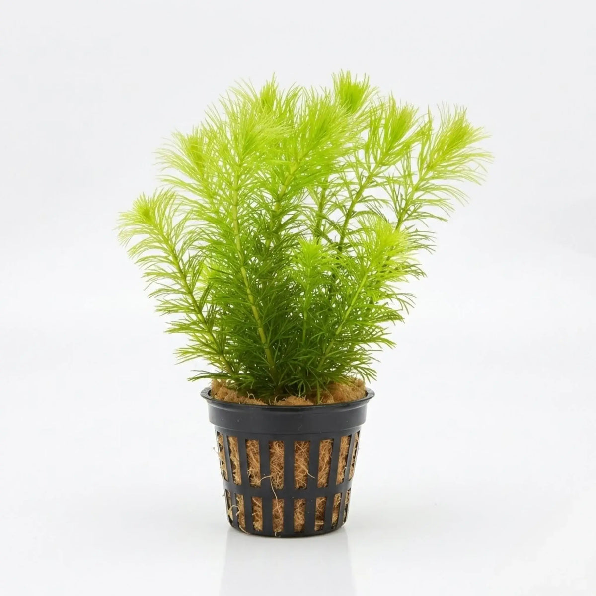 Hornwort Coontail Ceratophyllum Demersum bundle with feathery whorled foliage on white background