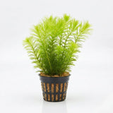 Hornwort Coontail Ceratophyllum Demersum bundle with feathery whorled foliage on white background