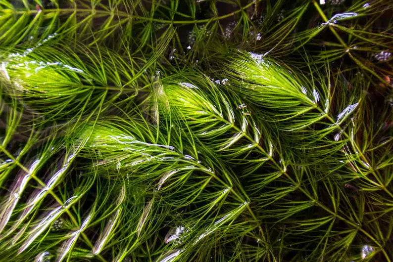 Close-up of Hornwort fine needle-like whorled leaves showing dense foliage