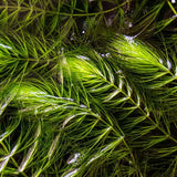 Close-up of Hornwort fine needle-like whorled leaves showing dense foliage