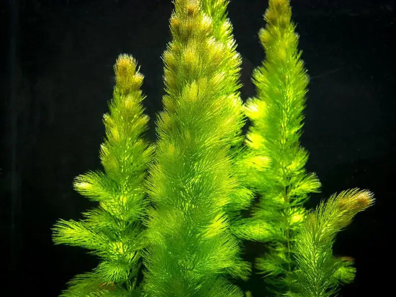 Hornwort fast-growing oxygenating background plant in a freshwater planted aquarium