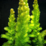 Hornwort fast-growing oxygenating background plant in a freshwater planted aquarium