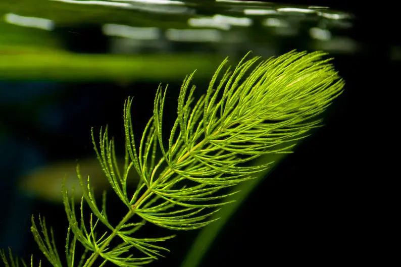 Hornwort Ceratophyllum Demersum floating stem plant with fine branching structure