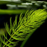 Hornwort Ceratophyllum Demersum floating stem plant with fine branching structure