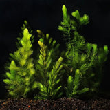 Hornwort bushy background plant showing full mature stem length in aquascape