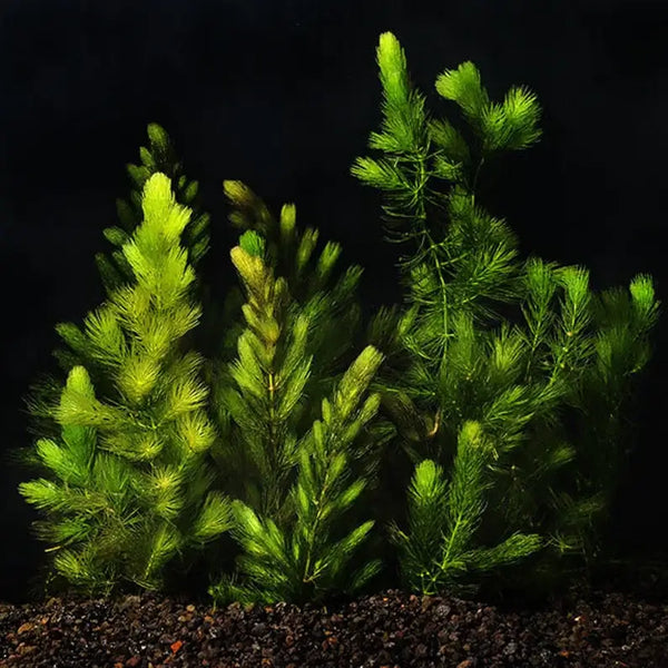 Hornwort bushy background plant showing full mature stem length in aquascape