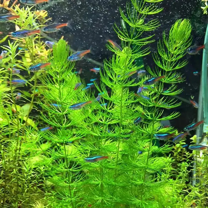 Hornwort beginner-friendly oxygenating aquarium plant with dense green whorls