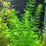 Hornwort beginner-friendly oxygenating aquarium plant with dense green whorls