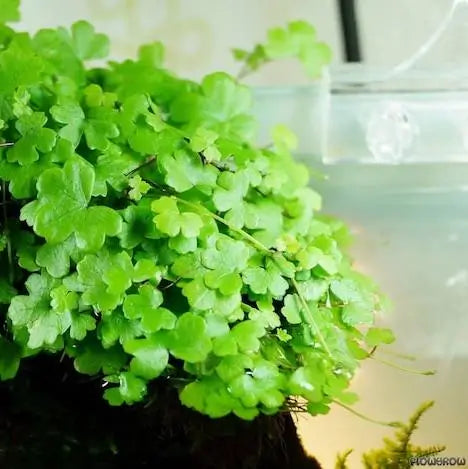 Close-up of Hydrocotyle Tripartita Japan three-lobed clover-like leaf shape