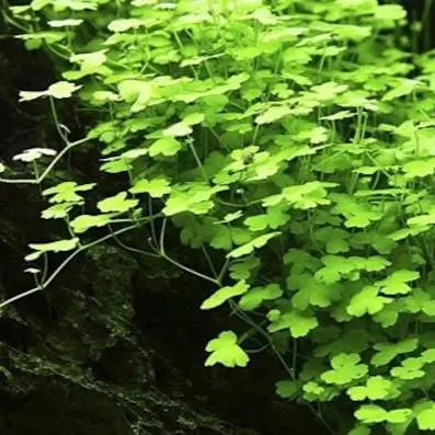 Hydrocotyle Tripartita Japan foreground carpet plant growing in a planted aquarium