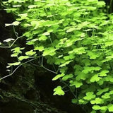 Hydrocotyle Tripartita Japan foreground carpet plant growing in a planted aquarium