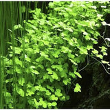 Hydrocotyle Tripartita sp Japan dense carpet growth pattern over substrate
