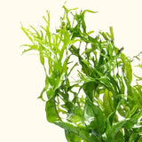 Java Fern Windelov attached to driftwood in a low-light freshwater planted aquarium