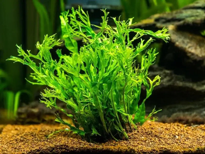 Java Fern Windelov rhizome and root system shown on white background before mounting
