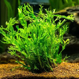 Java Fern Windelov rhizome and root system shown on white background before mounting