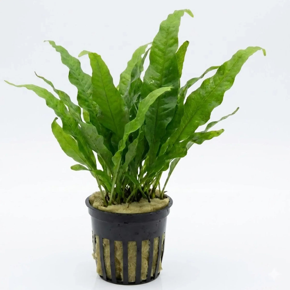 Java Fern Microsorum Pteropus bundle with lance-shaped leaves on white background