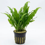 Java Fern Microsorum Pteropus bundle with lance-shaped leaves on white background