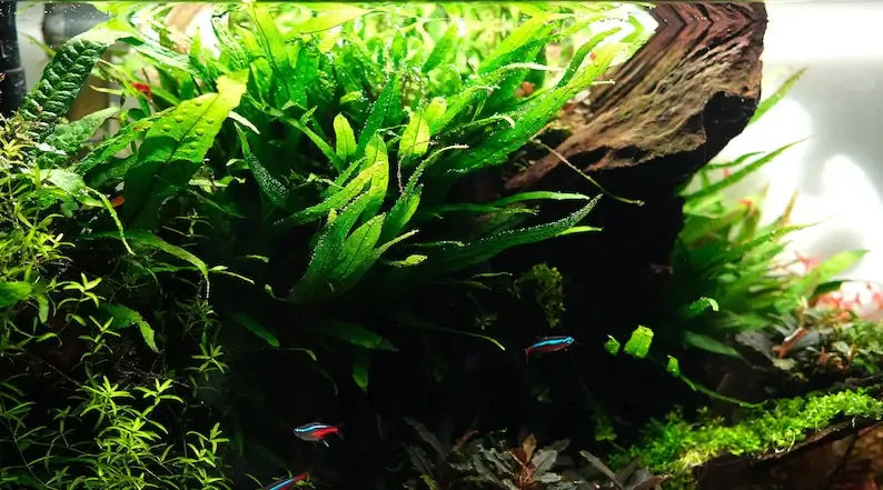 Close-up of Java Fern leaf showing dark green lance shape and black spore dots