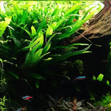 Close-up of Java Fern leaf showing dark green lance shape and black spore dots