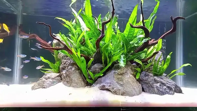Java Fern attached to driftwood in a low-light freshwater planted aquarium