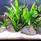 Java Fern attached to driftwood in a low-light freshwater planted aquarium
