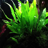 Java Fern Microsorum Pteropus rhizome and root system on white background