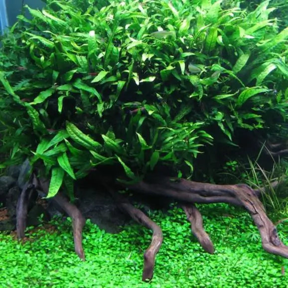 Java Fern easy beginner midground plant showing full leaf cluster in aquascape