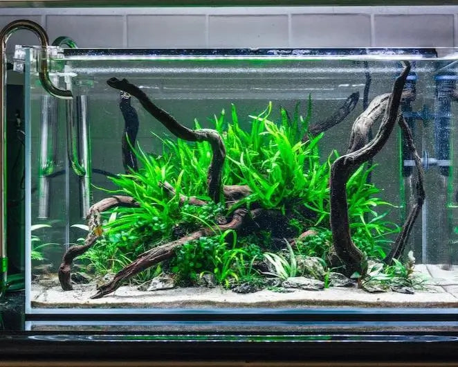 Java Fern growing mounted on rock in a planted aquarium with dark background